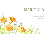 istock Watercolor illustration of marigold and yellow flowers 1336414682