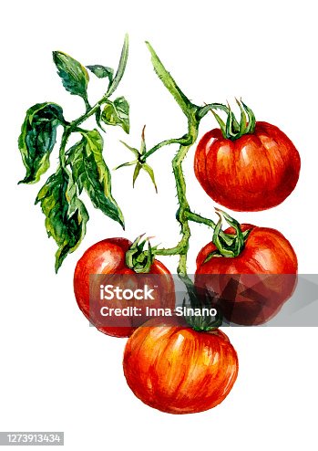 istock Watercolor Illustration of Ripe Red Tomatoes 1273913434