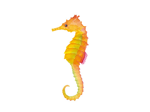 Watercolor illustration of seahorse (trace vector)