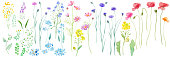 Watercolor illustrations of various flowers blooming in the spring field. Watercolor trace vector.