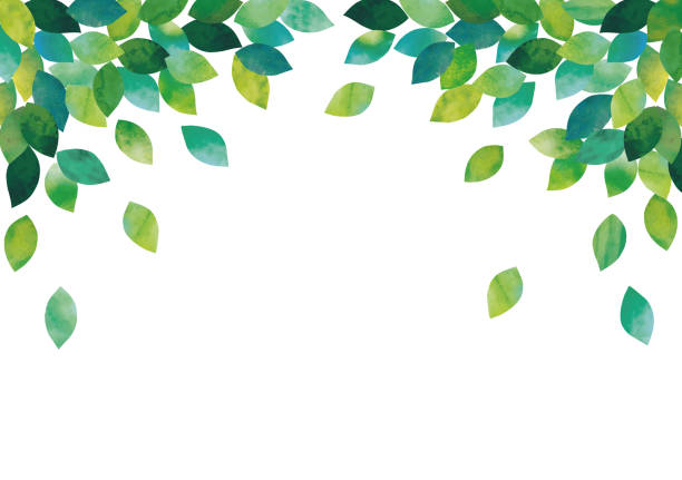 листья акварели - зелёный цвет stock illustrations