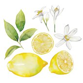 Watercolor lemon collection.  Fruit, leaves and flowers isolated on white background