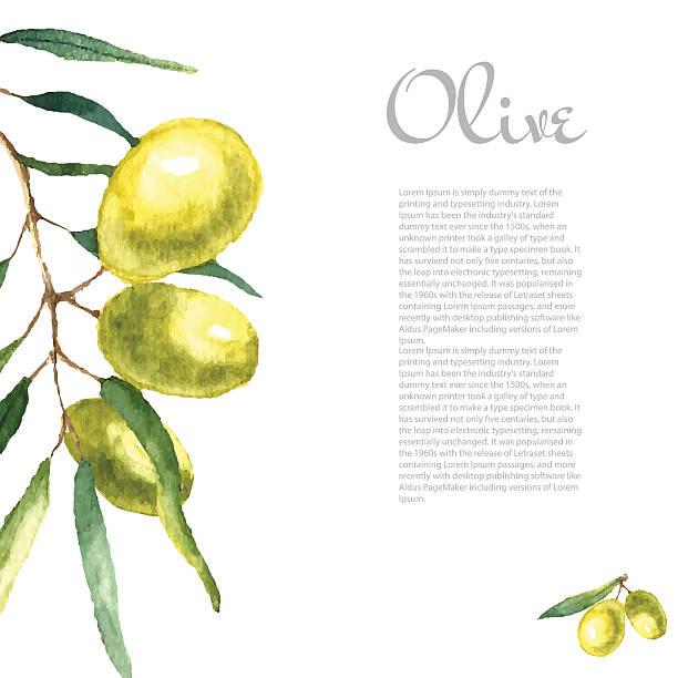 Watercolor olive branch background. Watercolor green olive branch on white background . Hand drawn isolated natural vector object with place for text. Healthy and natural card designWatercolor olive branch background. Hand draw round card natural vector elements. olive fruit stock illustrations