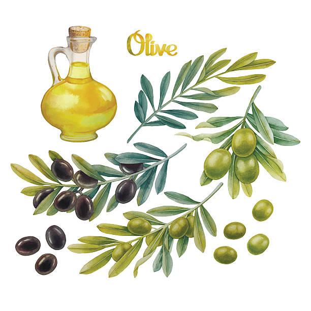 Watercolor olive collection Watercolor green and black olives on the branches. Olive oil in the glass bottle. Hand painted natural design green olives jar stock illustrations