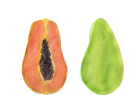 Watercolor papaya slices set illustration isolated on white background. Watercolor tropical fruit papaya. Drawn colored papaya