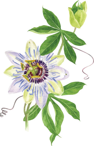 ilustrações de stock, clip art, desenhos animados e ícones de watercolor passion flower branch - granadilla