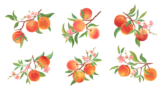 Watercolor Peach vector branches set. Hand drawn fruit, flowers, leaves and sliced pieces. Summer fruits illustration for scrapbook, label, poster, print, menu