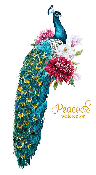Watercolor peacock with flowers Beautiful image with nice watercolor hand drawn peacock with flowers peacock stock illustrations