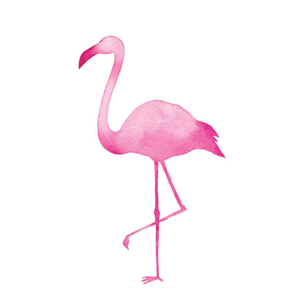 stockillustraties, clipart, cartoons en iconen met aquarel pink flamingo - flamingo