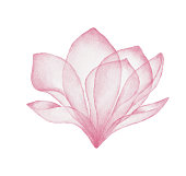 istock Watercolor Pink Flower 1310261548