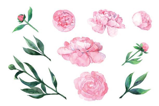 Watercolor pink peony. Set of glowers and leaves for card, invitation, paper. Vector illustration isolated on the white background. Watercolor pink peony. Set of glowers and leaves for card, invitation, paper. Vector illustration isolated on white background. rose flower stock illustrations