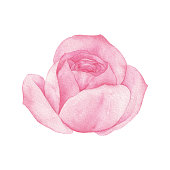 istock Watercolor Pink Rose Blossom 1284173802