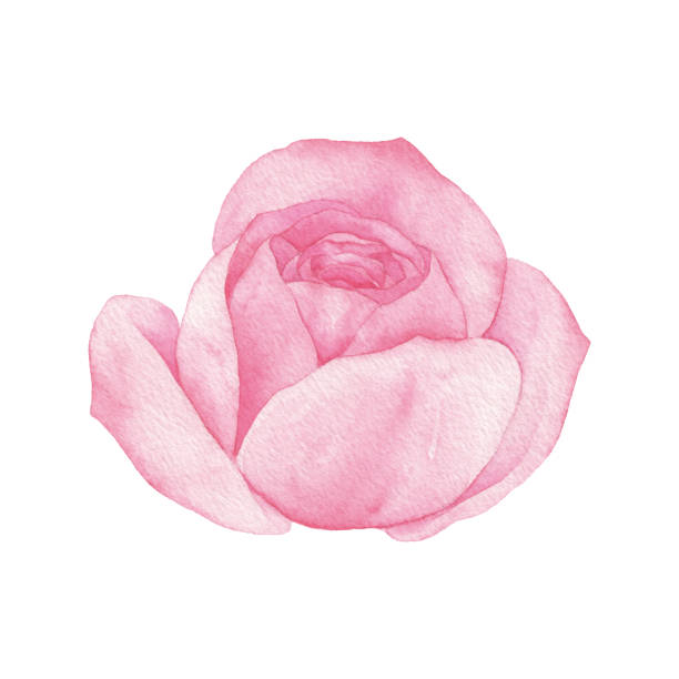 Watercolor Pink Rose Blossom Vector illustration of rose blossom. rose colored stock illustrations