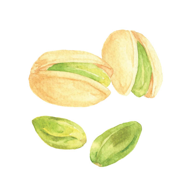 Watercolor Pistachio Vector illustration of pistachios. pistachio stock illustrations