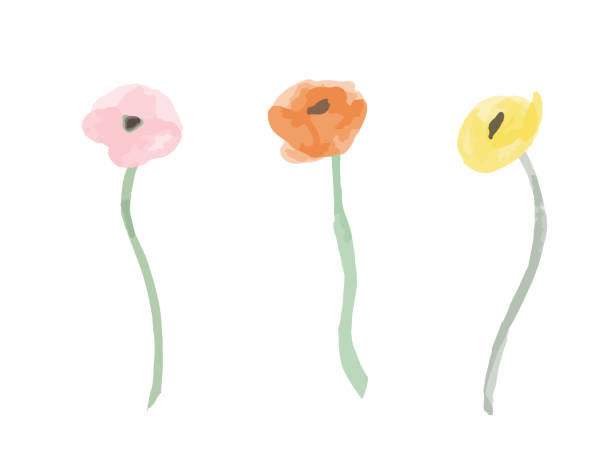 수채화 양귀비 - 꽃 한송이 stock illustrations