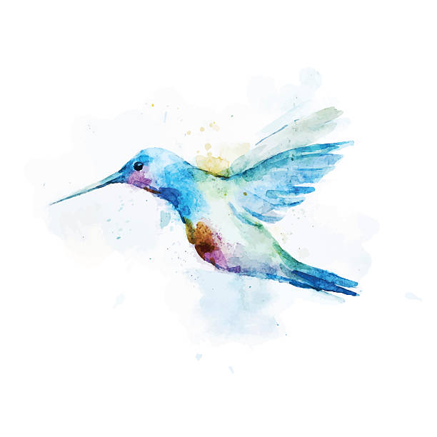 Watercolor portrait of a Colibri Bird on a white background Beautiful vector image with nice watercolor colibri bird hummingbird stock illustrations