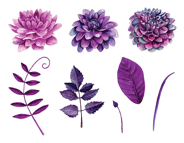 bildbanksillustrationer, clip art samt tecknat material och ikoner med watercolor purple flowers vector - dahlia