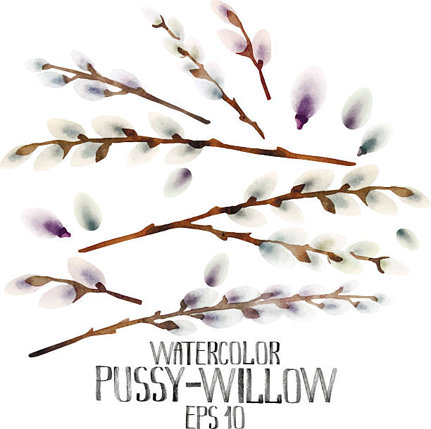 Pussy Willow Clip Art 23