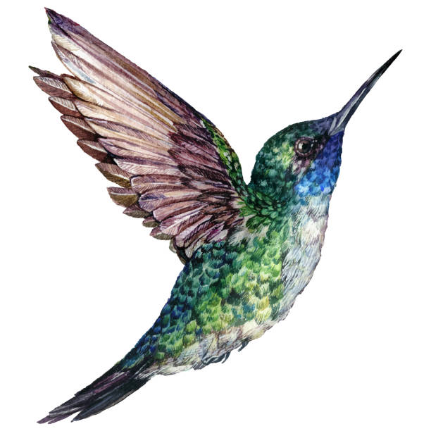 Watercolor Realistic Illustration of Flying Hummingbird Watercolor Illustration of Flying Hummingbird with Green and Blue Feathers Isolated on White. Realistic Drawing of Exotic Colibri Bird. Print For Tropical, Paradise, Summer Design in Vintage Style. animal limb stock illustrations