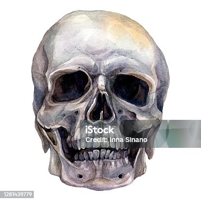istock Watercolor Realistic Illustration of Human Skull 1281439779