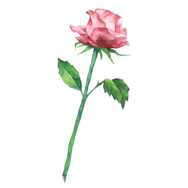 Watercolor Rose Vector illustration of rose. plant stem stock illustrations