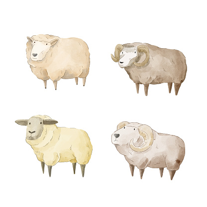 A watercolor set of animals consisting of 4 breeds of sheep.