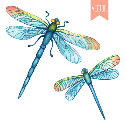 Watercolor set of dragonflies