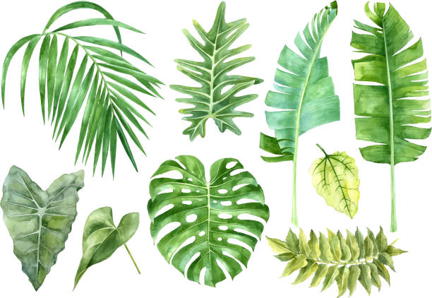Watercolor set of tropical leaves Hand drawn watercolor set of tropical leaves tropical climate stock illustrations