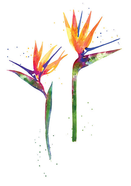 Watercolor Strelitzia flower Rainbow watercolor "Bird of paradise" flower bird of paradise plant stock illustrations