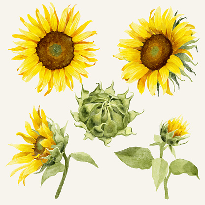 Watercolor sunflowers elements