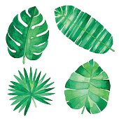 istock Watercolor Tropical Leaves 691864112