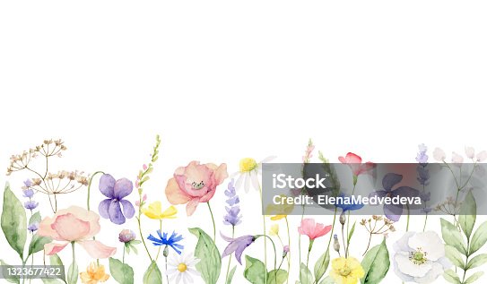 istock Watercolor vector banner of with wildflower flowers and leaves isolated on a white background. Hand painted illustration for posters, wall art decor, greeting cards, wedding invitations and more. 1323677422
