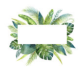 Watercolor vector banner tropical leaves and branches isolated on white background. Illustration for design wedding invitations, greeting cards, postcards. Summer flowers with space for your text.