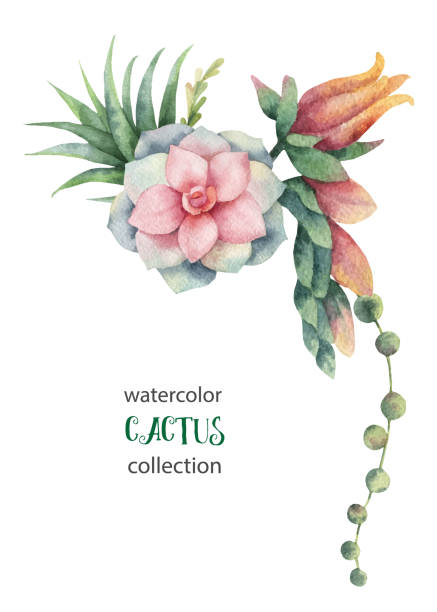 Watercolor vector bouquet of cacti and succulent plants isolated on white background. Watercolor vector bouquet of cacti and succulent plants isolated on white background. Flower illustration for your projects, greeting cards and invitations. desert area clipart stock illustrations