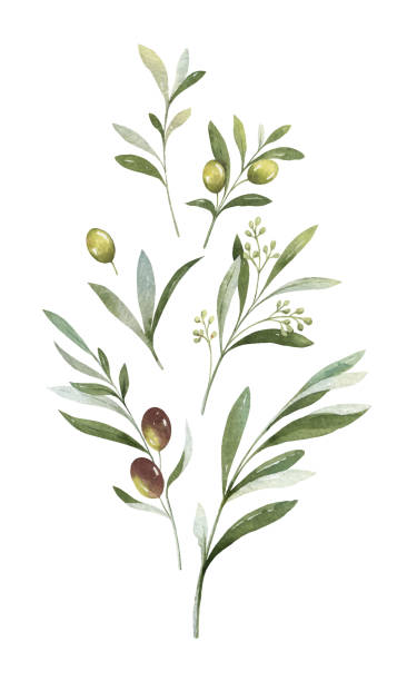 aquarell vektor bouquet von olivenzweigen und blumen. - ast pflanzenbestandteil stock-grafiken, -clipart, -cartoons und -symbole