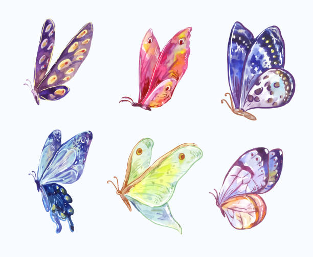 stockillustraties, clipart, cartoons en iconen met aquarel vector vlinders in driekwart uitzicht - driekwartlengte
