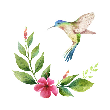 Watercolor vector card green leaves, hummingbird and flowers isolated on white background.