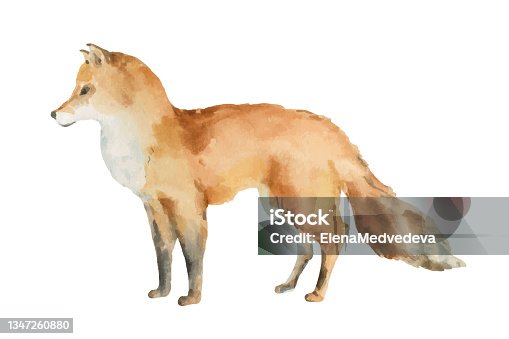 istock Watercolor vector card with a fox isolated on a white background. Hand painted illustration for your design. 1347260880