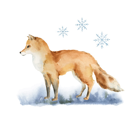 Watercolor vector Christmas card with a Fox  and winter landscape. Hand painted illustration for greeting floral postcard and invitations isolated on white background.