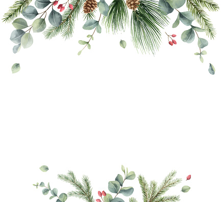 Watercolor vector Christmas card with fir branches and eucalyptus. Hand painted illustration for greeting floral postcard and invitations isolated on white background.