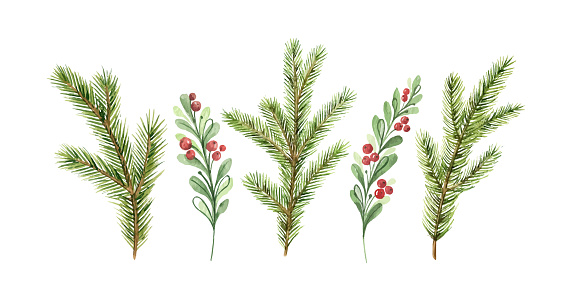 Watercolor vector Christmas card with fir branches and red berries
