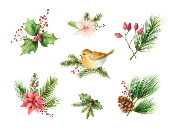 Watercolor vector Christmas set of decorative compositions for your design. Watercolor vector Christmas set of decorative compositions of green spruce branches, poinsettia flowers, cones, red berries and birds. Illustration for your holiday design isolated on a white background. evergreen plant stock illustrations