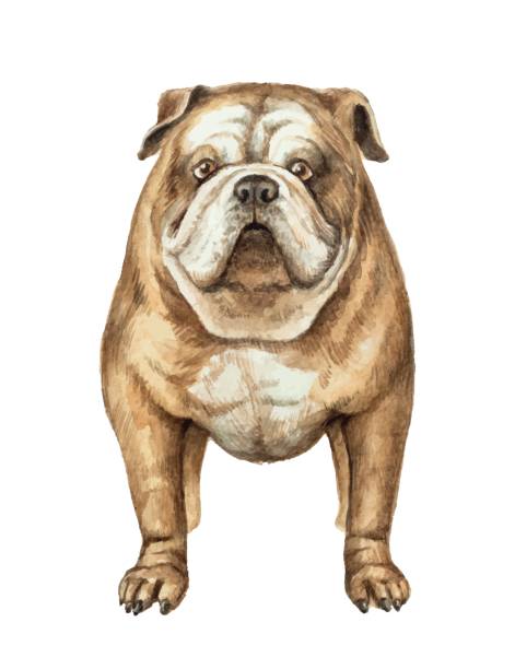 bildbanksillustrationer, clip art samt tecknat material och ikoner med akvarell vektor engelska bulldog isolerad på vit bakgrund. - new standards