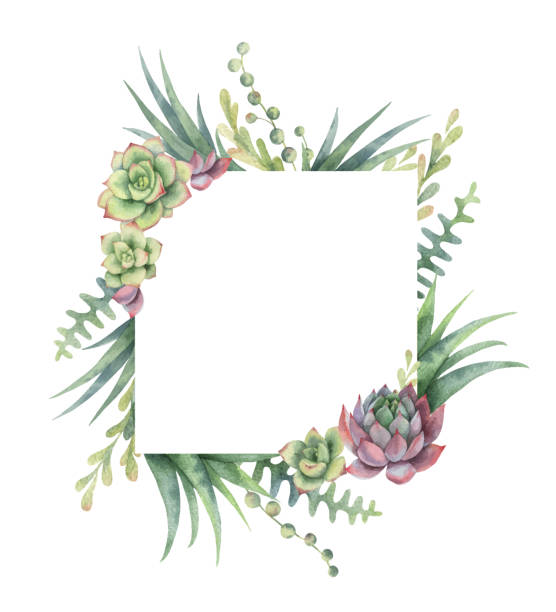 Watercolor vector frame of cacti and succulent plants isolated on white background. Watercolor vector frame of cacti and succulent plants isolated on white background. Flower illustration for your projects, greeting cards and invitations. cactus borders stock illustrations