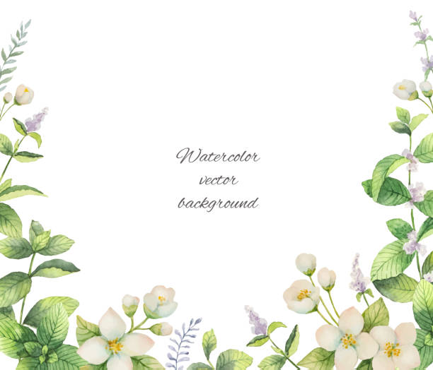 Watercolor vector frame of flowers and branches Jasmine isolated on a white background. Watercolor vector frame of flowers and branches Jasmine isolated on a white background. Floral illustration for design greeting cards, wedding invitations, natural cosmetics, packaging and tea. gardening borders stock illustrations