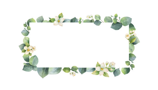 Watercolor vector frame with green eucalyptus leaves, Jasmine flowers and branches. Watercolor vector frame with green eucalyptus leaves, Jasmine flowers and branches. Spring or summer flowers for invitation, wedding or greeting cards. plant borders stock illustrations