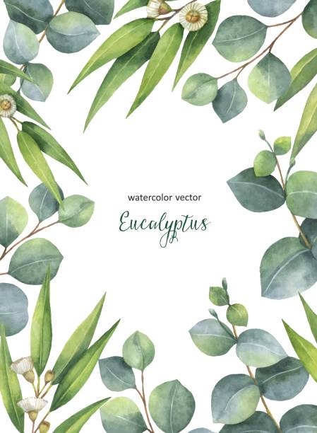 Watercolor vector green floral card with eucalyptus leaves and branches isolated on white background. Watercolor vector hand painted green floral card with eucalyptus leaves and branches isolated on white background. Healing Herbs for cards, wedding invitation, save the date or greeting design. australian culture stock illustrations