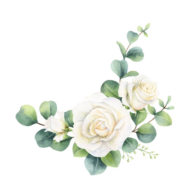 水彩ベクトルの手は緑のユーカリの葉と白いバラと花束を描きました。カード、結婚式の招待状、ポスターのためのイラストは、白い背景に隔離された日付や挨拶のデザインを保存します。 - rose点のイラスト素材／クリップアート素材／マンガ素材／アイコン素材