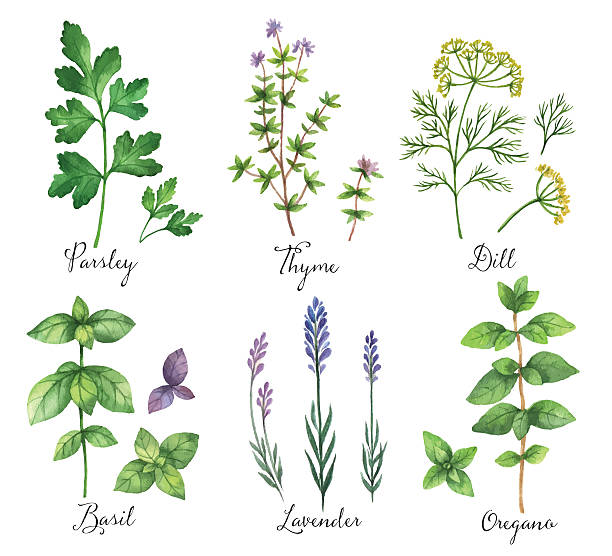 stockillustraties, clipart, cartoons en iconen met watercolor vector hand painted set with wild herbs and spices. - basil plant