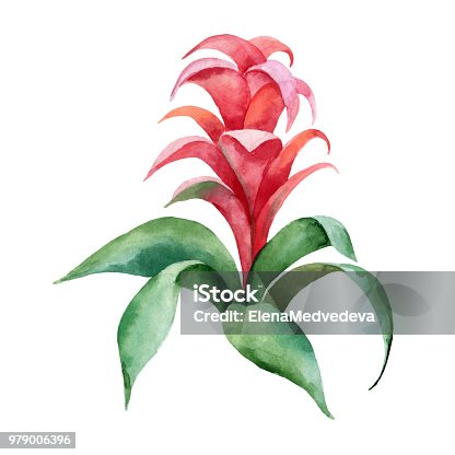 istock Watercolor vector hand painting illustration with Red Bromelia flower and green leaves. 979006396
